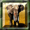 Find the Differences - Animals III